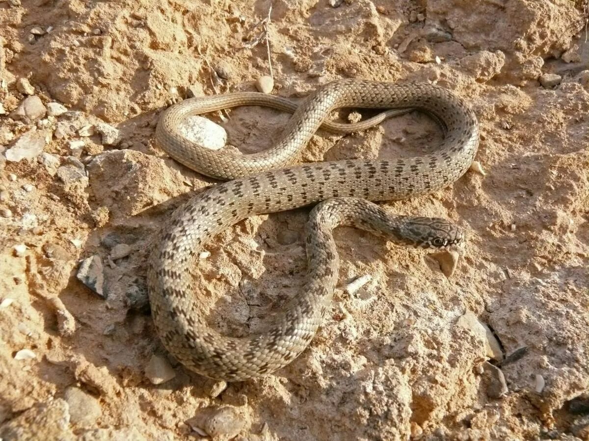 Желтобрюх фото. Желтобрюхий полоз (Dolichophis caspius). Желтобрюхий Каспийский полоз. Желтобрюхий полоз Крымский. Желтобрюх — это Каспийский полоз.