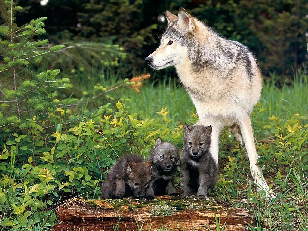 Волк, волчица, волчата – Волчье Логово,. Волк волчица и Волчонок. Волк Долины Маккензи фото. Звери леса. Природу про волков