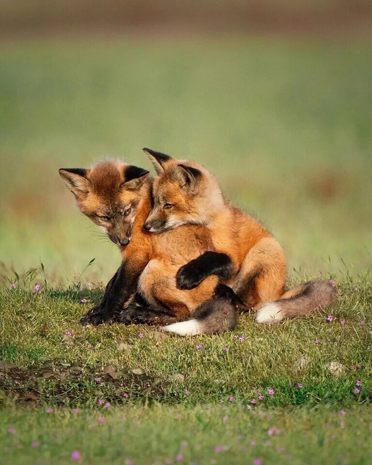 Kit fox. Маленький Лисенок. Seven Foxes.