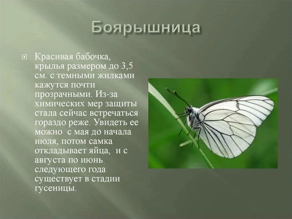 Сколько живут бабочки боярышницы