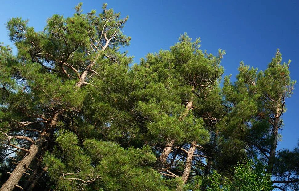 Pinus nigra pallasiana. пицундская сосна в крыму. воронцовский парк сосна пиния. мыс мартьян заповедник можжевеловая роща. хвойный лес севастополь.