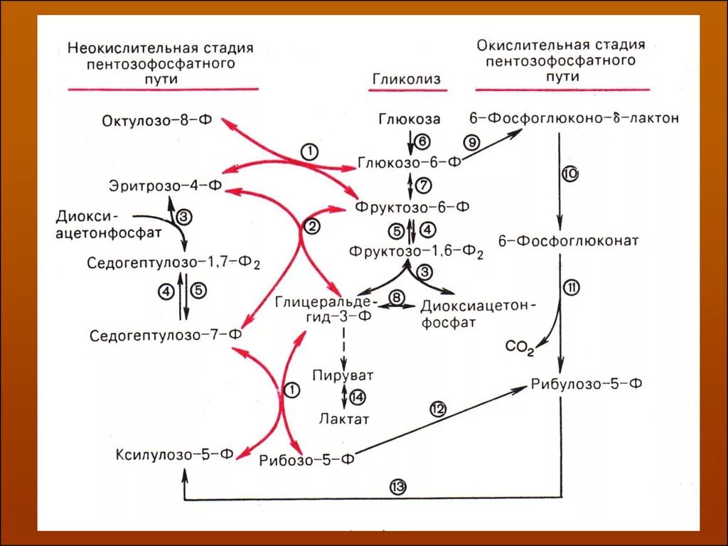 Протекание гликолиза кольцевые днк. Неокислительный этап пентозофосфатного пути схема. Схема пентозофосфатного цикла. Окислительный пентозофосфатный путь схема. Метаболизм Глюкозы гликолиз и пентозофосфатный путь.