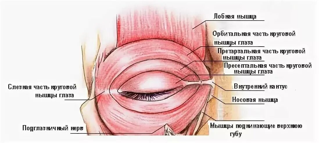 Глазная впадина 6 букв. Глазничная часть круговой мышцы глаза. Вековая часть круговой мышцы глаза. Вековая глазничная и слезная части круговой мышцы глаза. Мышцы глаза анатомия на латыни.