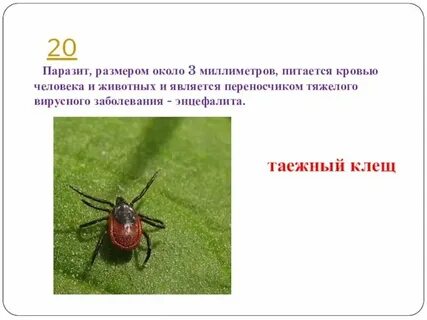 Возбудителем таежного энцефалита являются