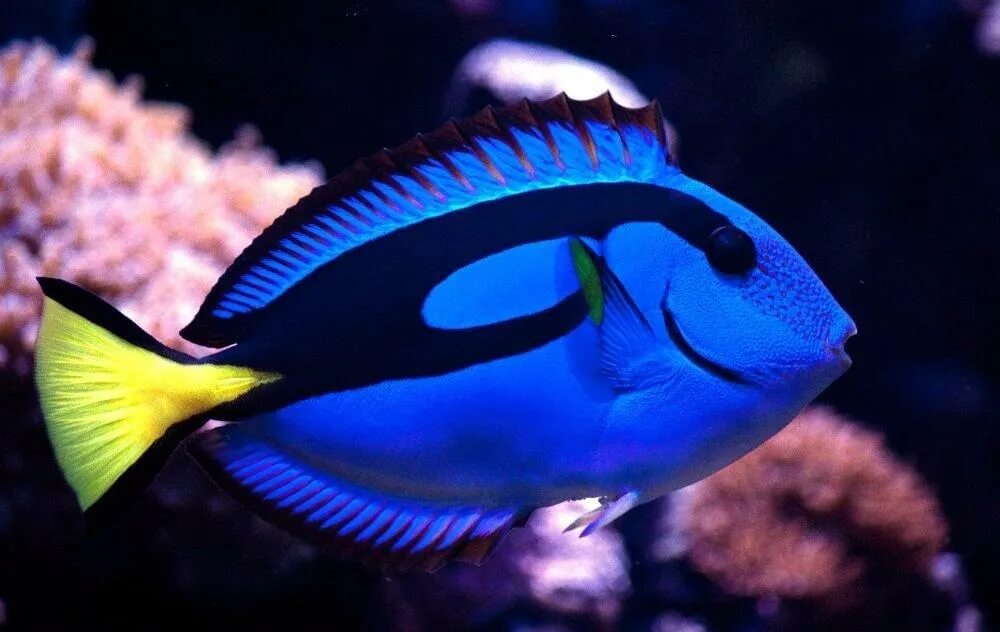 Рыба хирург почему. Голубой хирург (Paracanthurus hepatus). Рыба хирург голубой Королевский. Хирург Королевский хепатус. Королевский паракантурус.