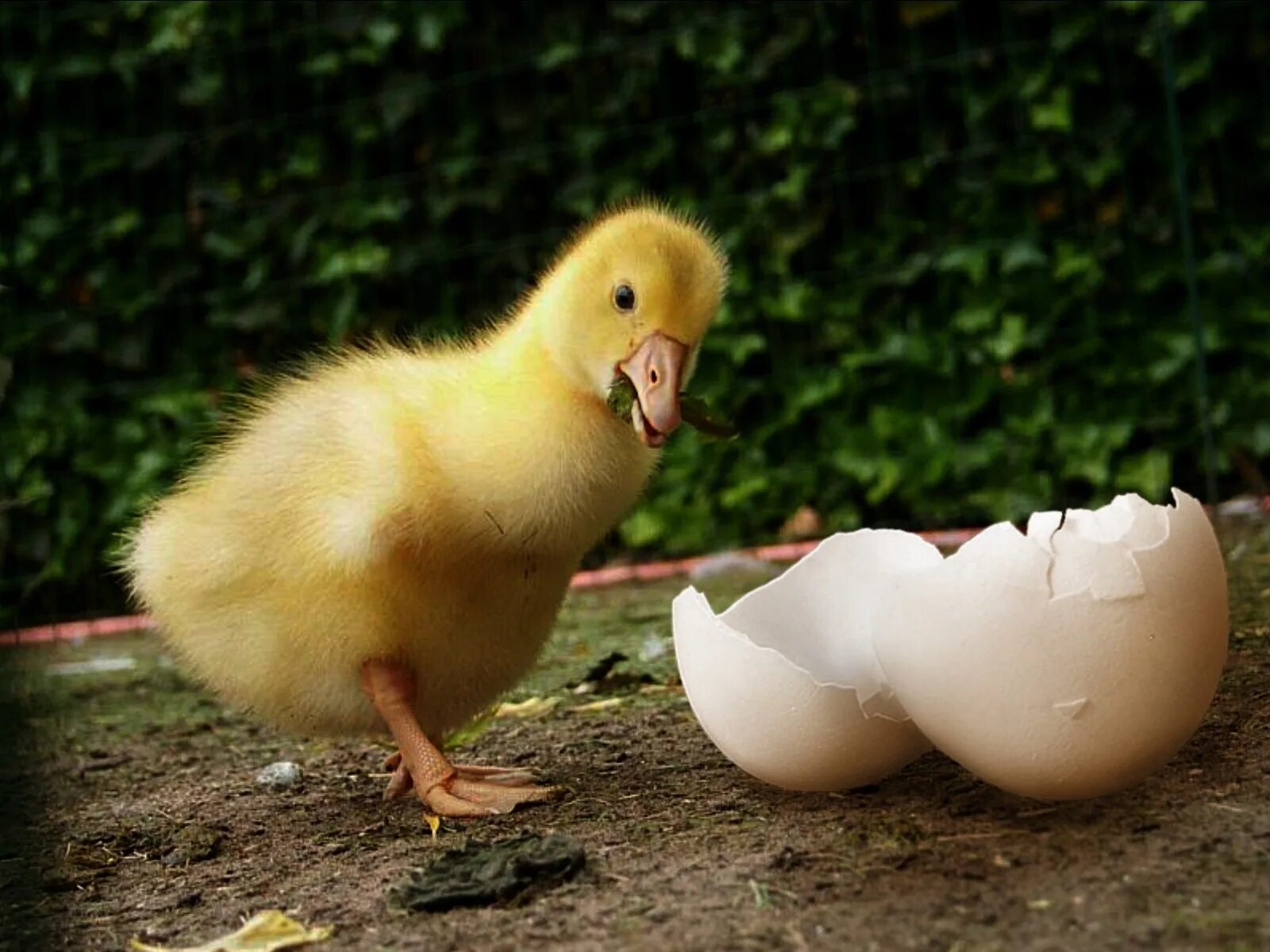 Гусыня и гусиное яйцо. Утята и гусята. Утенок вылупляется из яйца. Гусиные яйца гусята.