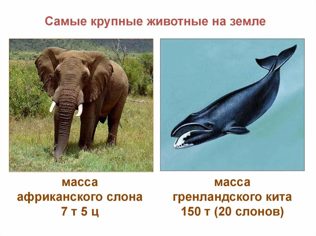 Крупнее это. Вес животных. Самые крупные животные на земле. Масса крупных животных. Масса слона.