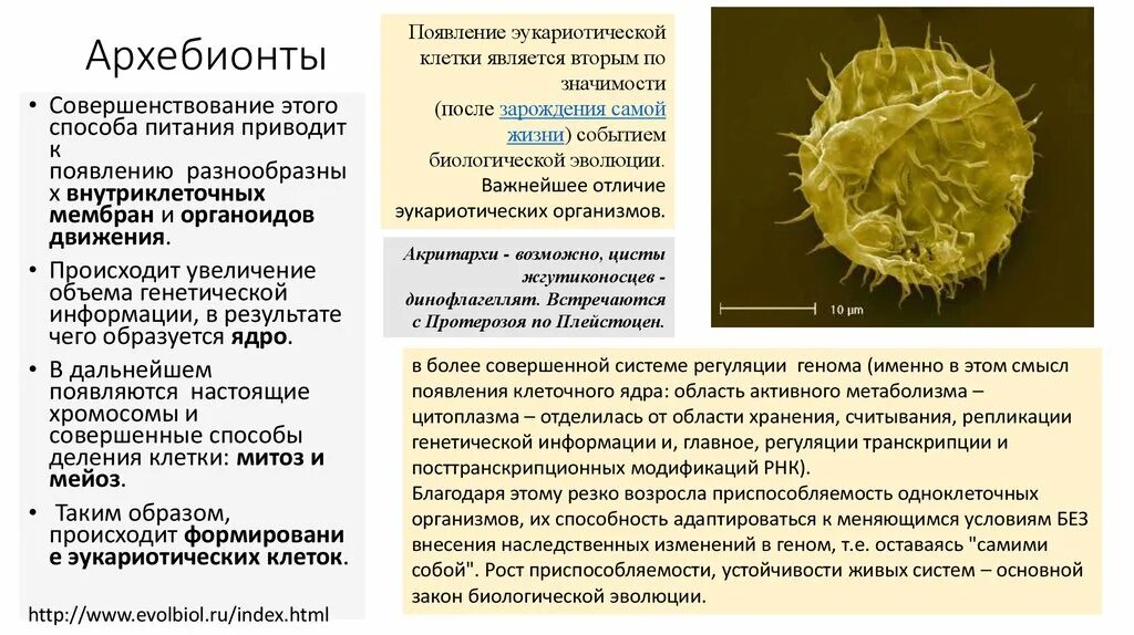 Ароморфозы появления эукариотической клетки. Ароморфозы одноклеточных эукариотических клеток. Ароморфоз появление эукариот. Ароморфозы в строении клетки. Появление эукариотических организмов