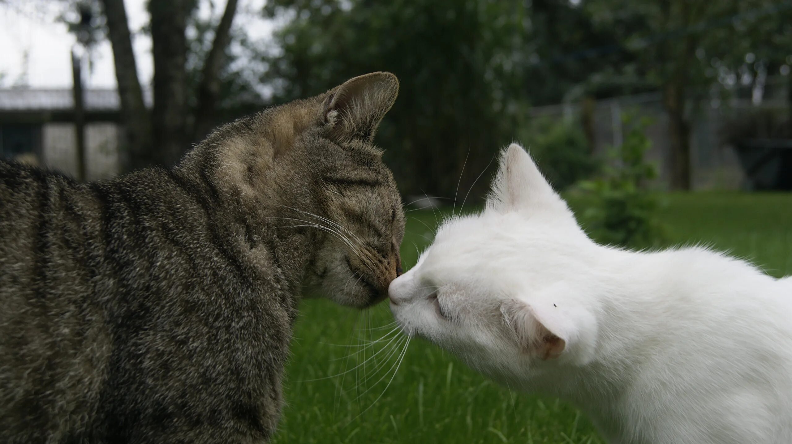 Любовь кошек и котов. Кошки любовь. Влюбленный котик. Кот и кошка любовь. Влюбленные коты.