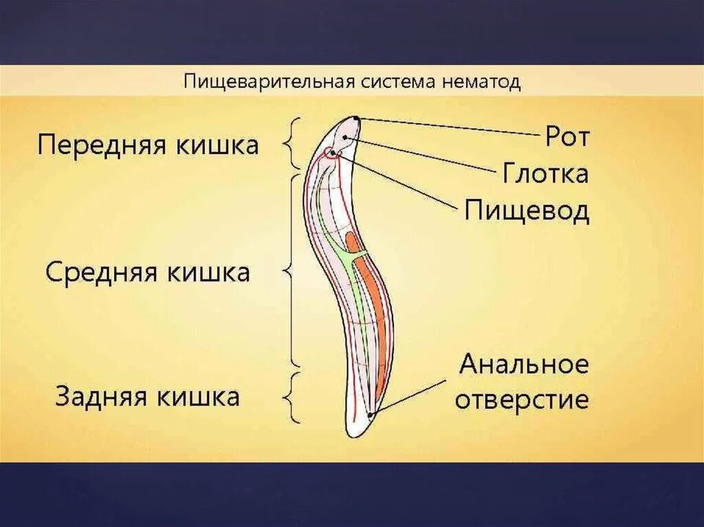 Тип круглые черви пищеварительная. Пищеварительная система нематод схема. Тип круглые черви пищеварительная система. Пищеварительная система круглых червей схема. Пищеварительная система круглых червей рисунок.