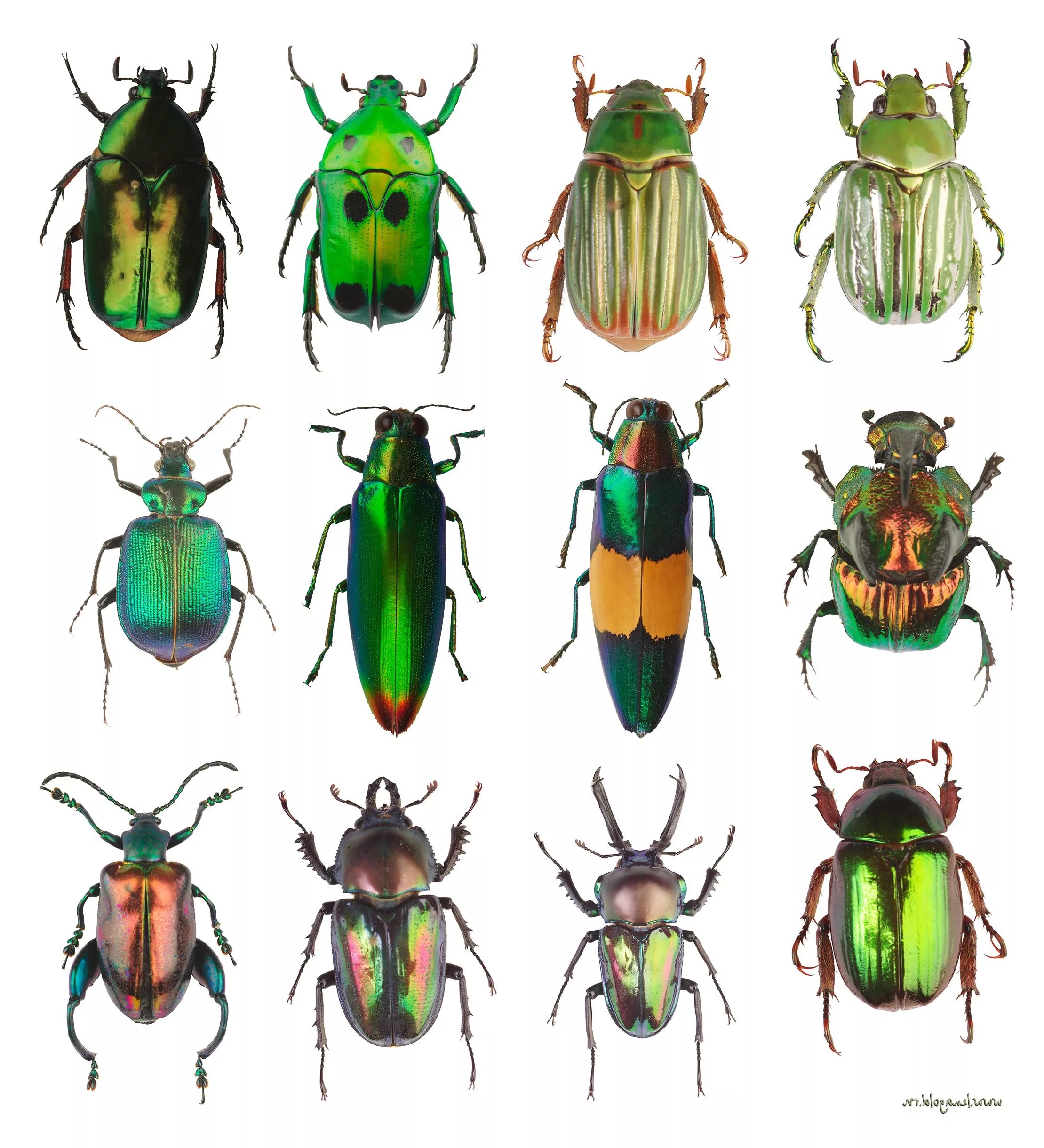 Жук вид сверху. Клоп щитник пятнистый. Усачи жуки атлас определитель. Жуки "разное". Орешниковый трубковерт.