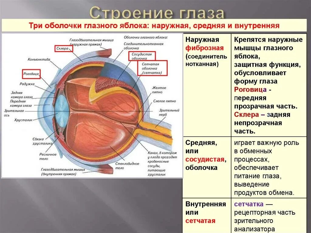 Какое значение имеет сосудистая оболочка. Оболочки глаза строение и функции. Строение оболочек глазного яблока. Внутренняя оболочка глаза анатомия. Функции наружной оболочки глазного яблока.