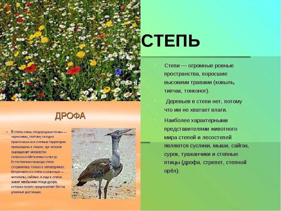 Типичные растения и животные степи. О растениях и животных степи. степные растения и животные. растения иживотные степт.