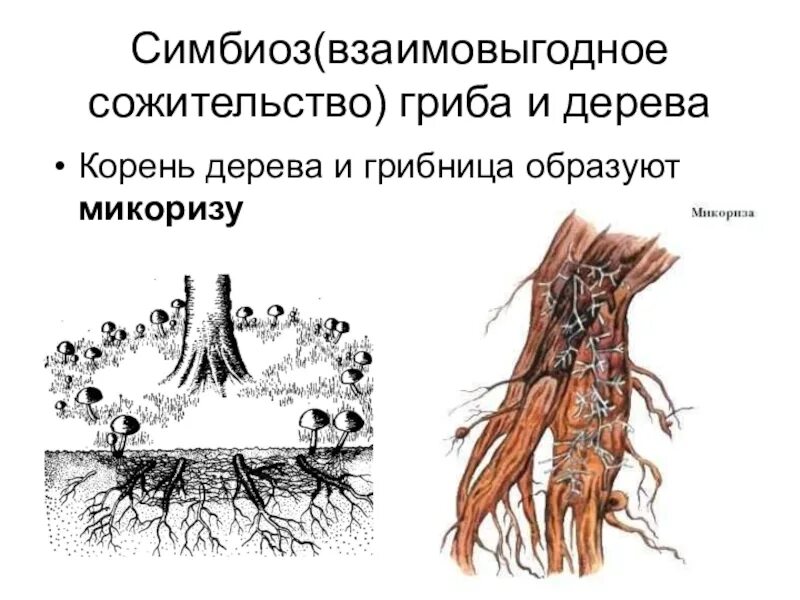 Симбиоз взаимовыгодное сожительство. Микориза это симбиоз. Симбиоз с деревьями образуя микоризу. Симбиоз грибницы с корнем дерева.