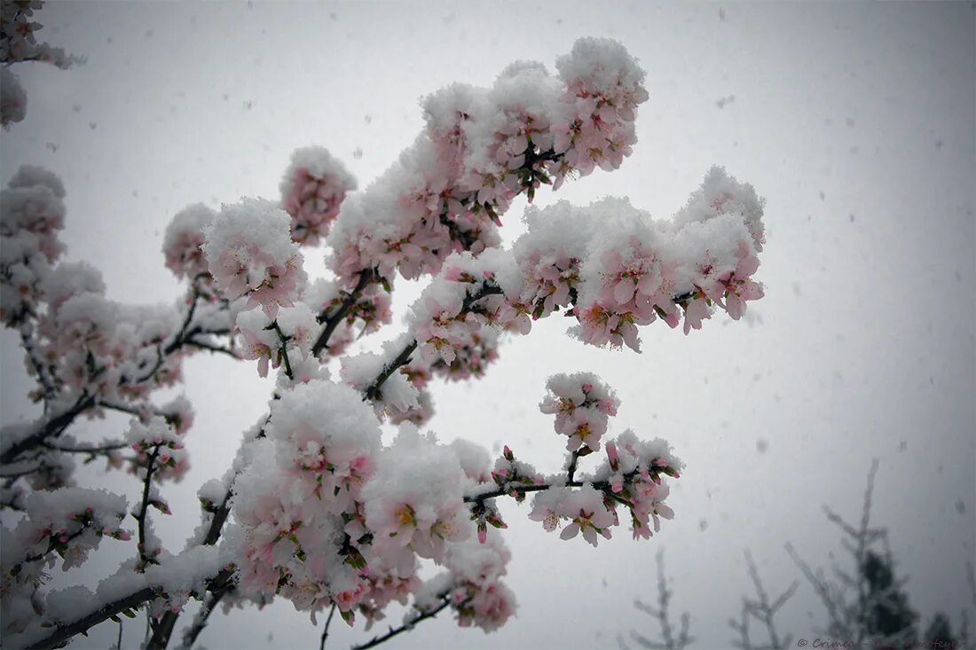 сакура под снегом. японская слива цветение. дерево цветущее зимой. сноу сакура. черри блоссом.