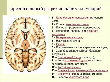 Серое вещество базальные ядра