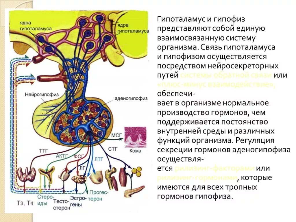 Гипоталамо-гипофизарно-надпочечниковая ось. Гипоталамо-гипофизарная система схема. Гипофиз связан с гипоталамусом. Гипофиза гипоталамо гипофизарная система