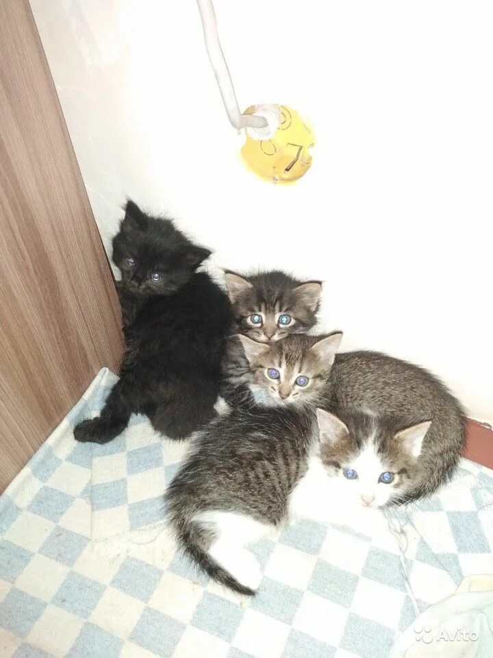 Во сколько котята начинают сами кушать