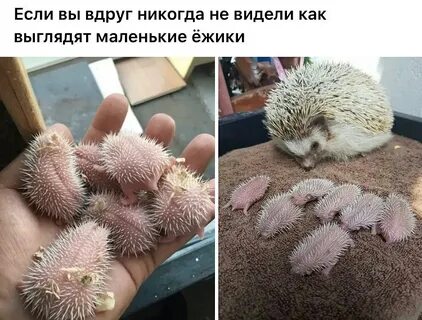 К чему в дом приходит ежик
