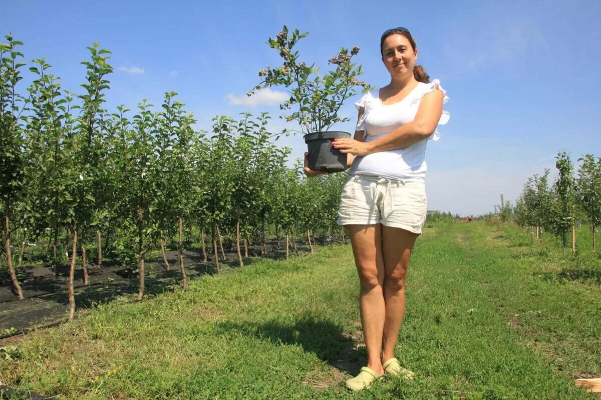 Питомник голубики. Голубика Plantatsiya. Плантация голубики. Плантации черники. Саженцы черники.