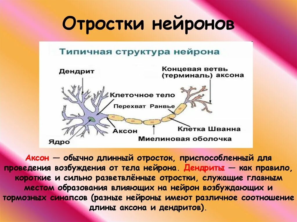 Как называется короткий нейрона