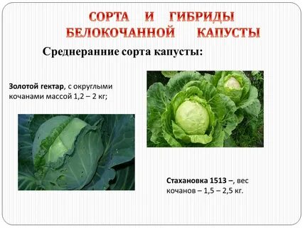 Предком культурных сортов капусты была