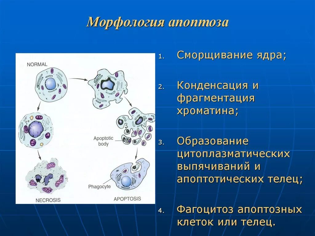 Апоптоз механизм патофизиология. Апоптоз стадии патанатомия. Морфологические изменения клеток при апоптозе. Апоптоз клеточные механизмы. Необратимые изменения клетки