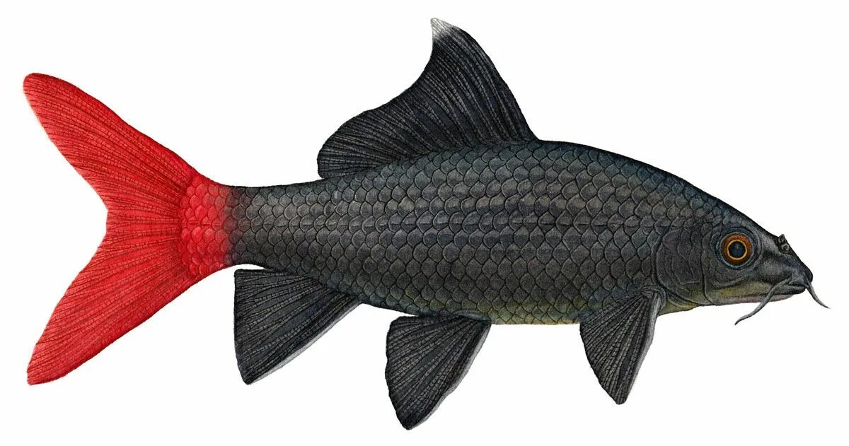 Черная рыба 6 букв. Лабео аквариумная рыбка. Лабео биколор. Лабео биколор рыбка. Рыбка лабео двухцветный.