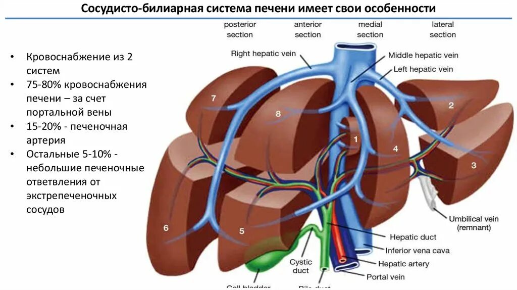 Венозная система печени анатомия. Кровеносная система печени человека. Кровеносные сосуды печени схема. Билиарная система анатомия. Какая вена в печени