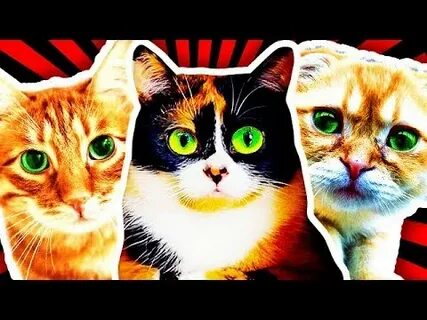 Включи коты в ютубе