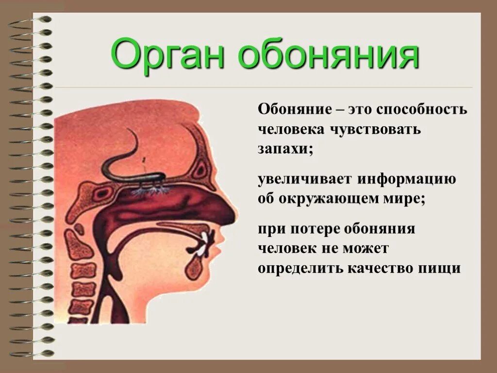 Орган обоняния. Орган обоняния у человека. Органы чувств обоняние. Нос обоняние.