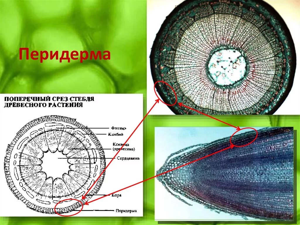 Поперечный срез стебля осоки. Поперечный срез стебля Кукушкина льна. Срез стебля двудольного растения. Срез стебля двудольного растения ткани.