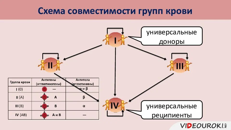 Схема переливания крови биология 8 класс с таблицей. Схема совместимости групп крови при переливании. Тканевая совместимость и переливание крови 8 класс схема. Переливание крови по резус фактору схема. Схема совместимости крови