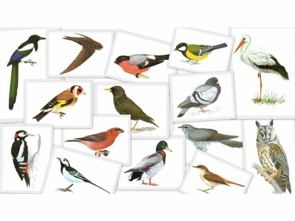 Птицы россии зимующие и перелетные птицы. Перелетные птицы подготовительная группа. Зимующие птицы россии список названия для детей. Перелетные птицы средней полосы. Перелетные и зимующие птицы средней полосы россии.