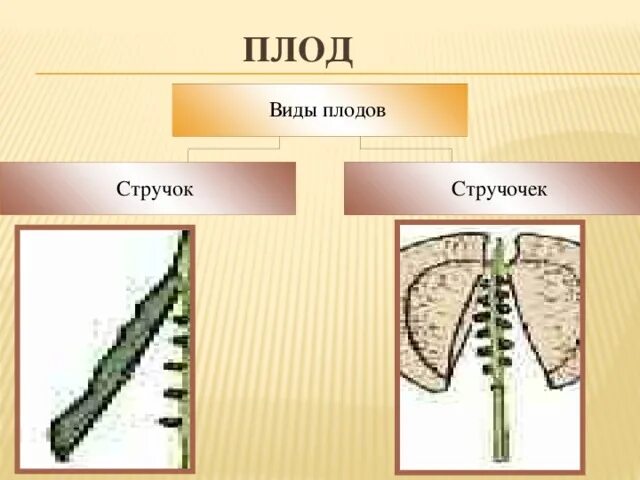 Стручочек. Плод стручок или стручочек. Плод стручочек. Двудольные плод стручок или стручочек. Стручочек строение.