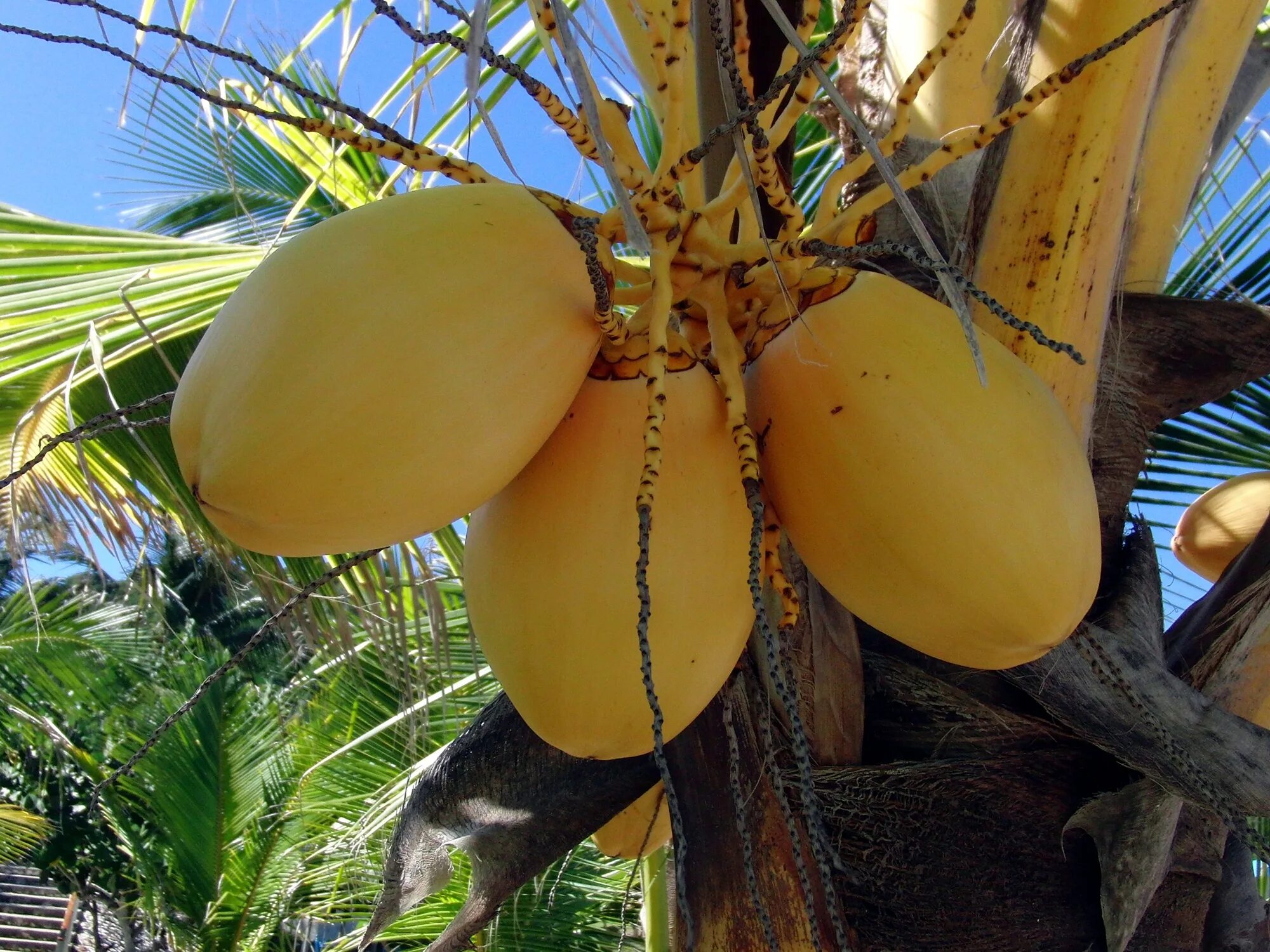 Абрикосовая Пальма. Финиковая Пальма и кокосовая Пальма. Банановая Пальма. Манго и финики. Какой фрукт растет в сочи манго