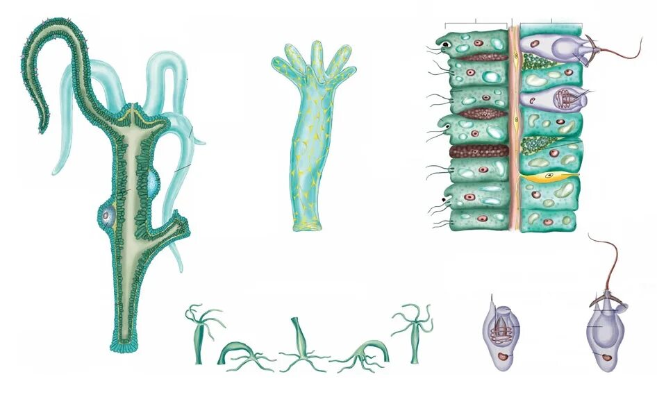 Гидра Кишечнополостные. Тип Кишечнополостные строение гидры. Тип Кишечнополостные внутреннее строение. Внутреннее строение гидры. Кожа беспозвоночных