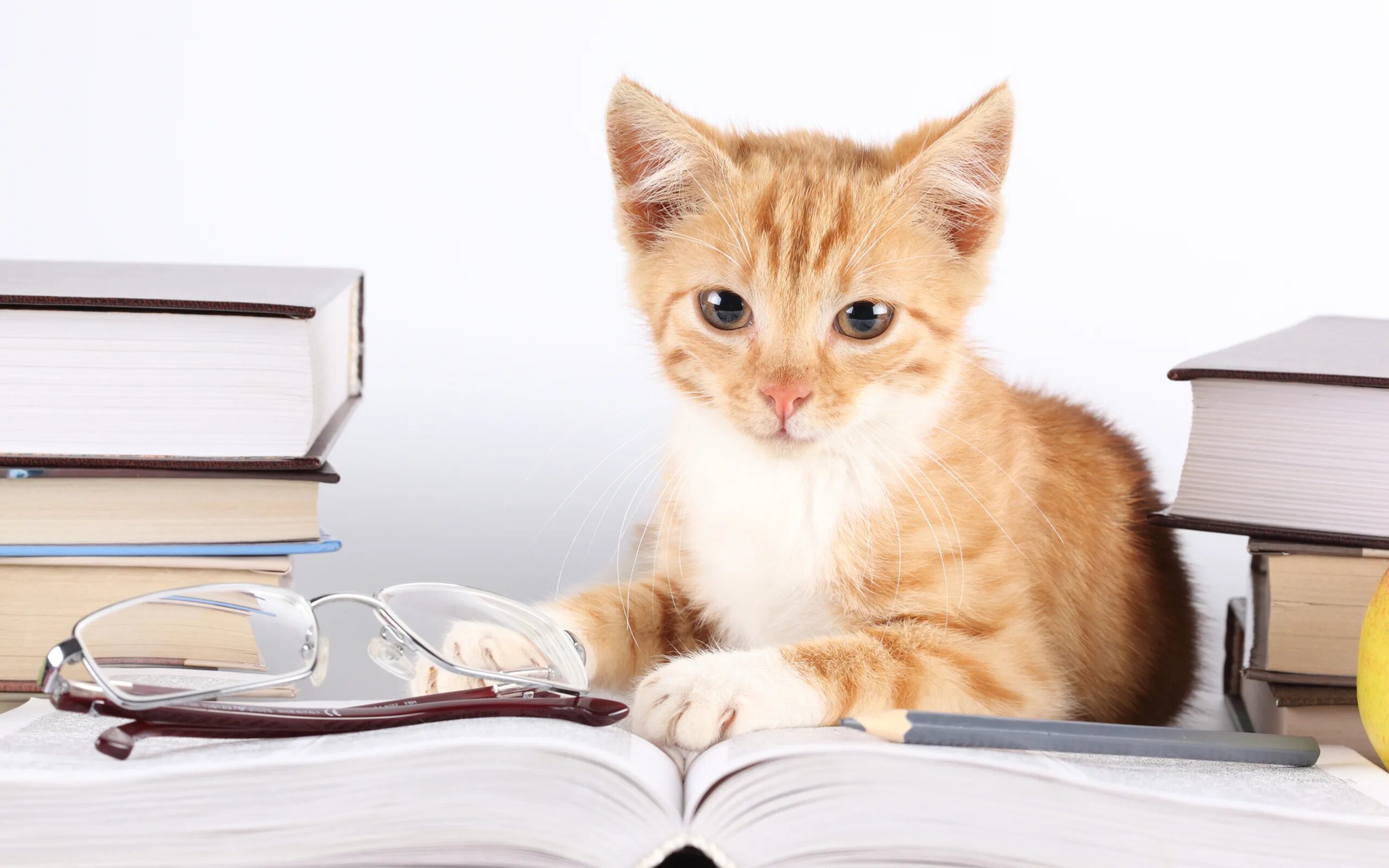Кошка с книжкой. Умные коты. Умный котенок. Умный кот в очках. Стол кошечка