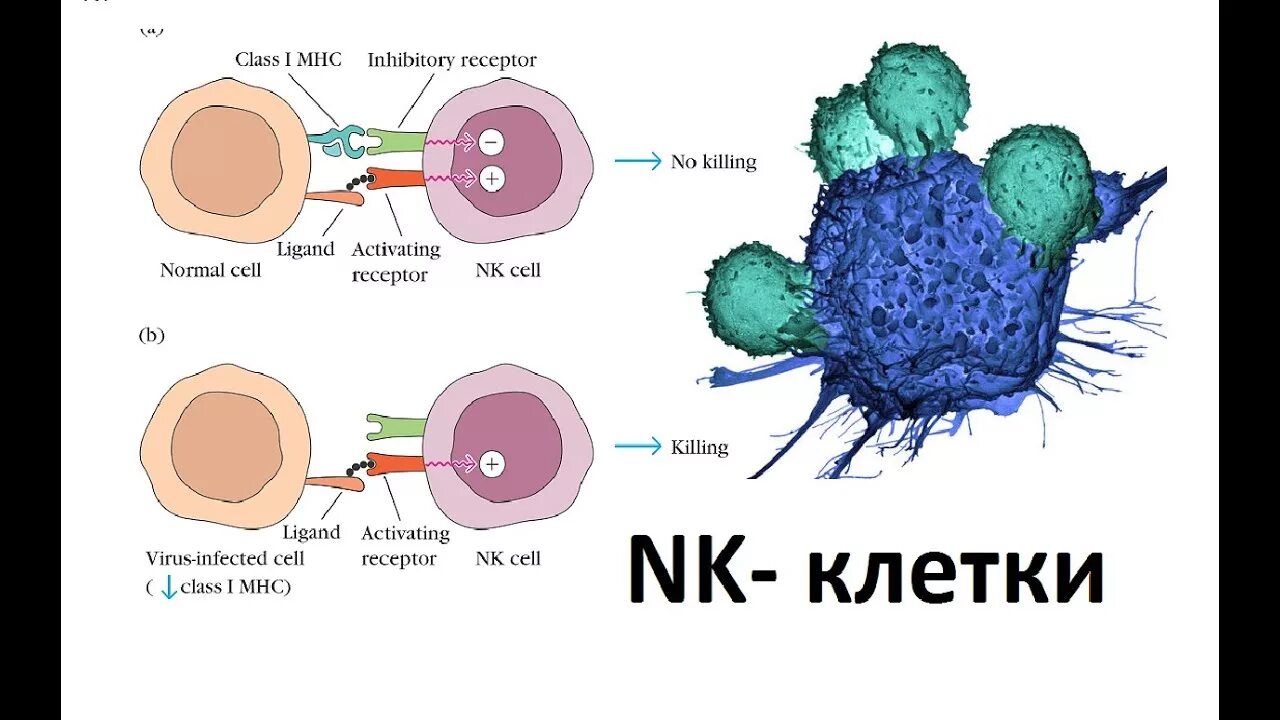 Функция NK лимфоцитов. Натуральные киллеры (NK-клетки). Естественные киллеры NK-клетки. Функции НК клеток иммунология. Т клетки образуются