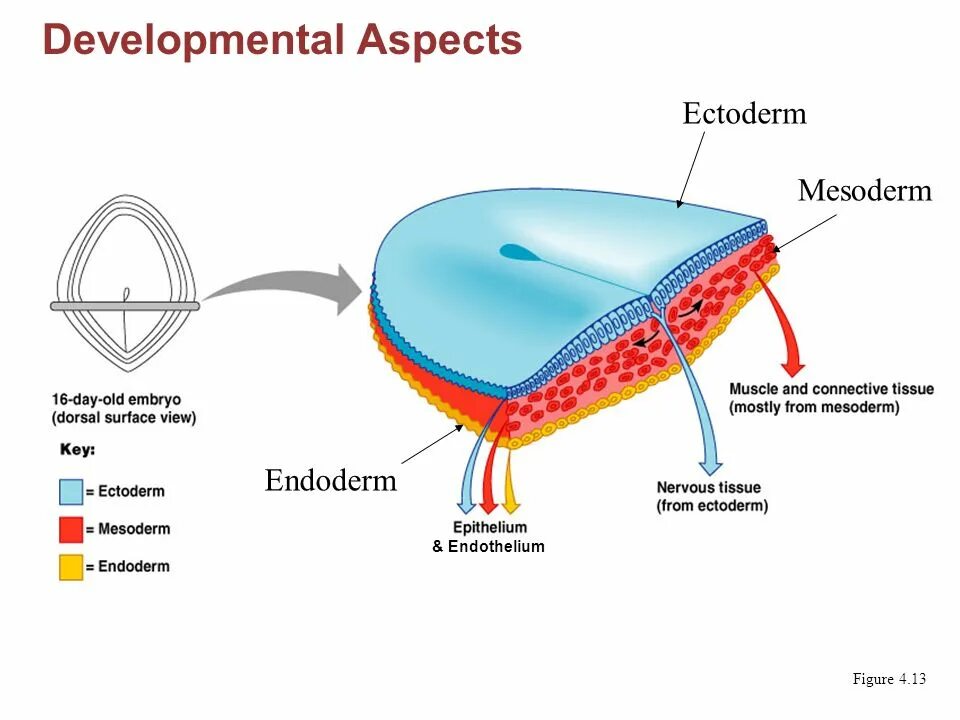 What is the origin of. Ectoderm. development of nervous tissue. мезодерма соединительная ткань. what is tissue.