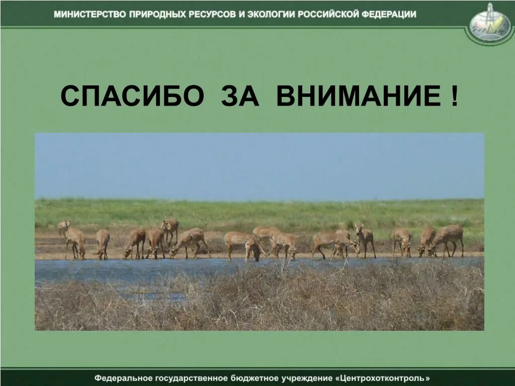 Где обитает сайгак в какой природной. Сайгак интересные факты. Сайгак зона обитания. Сайгак в какой природной зоне обитает. Интересные факты о сайгаке 4 класс.