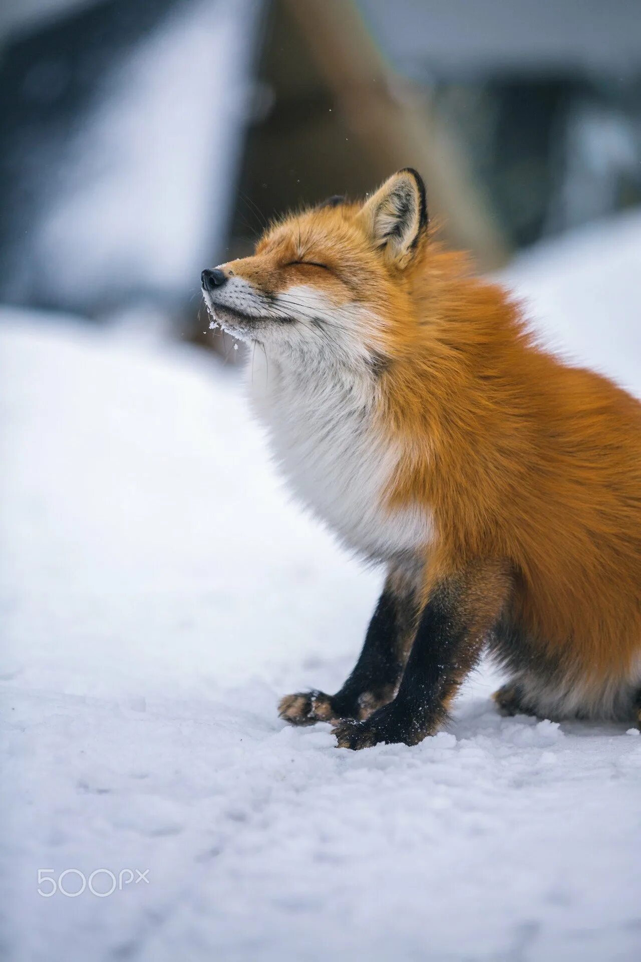 Лисичка зимой украшение. Лиса. Лиса зимний окрас. Лисы зимой. Лиса в снегу.