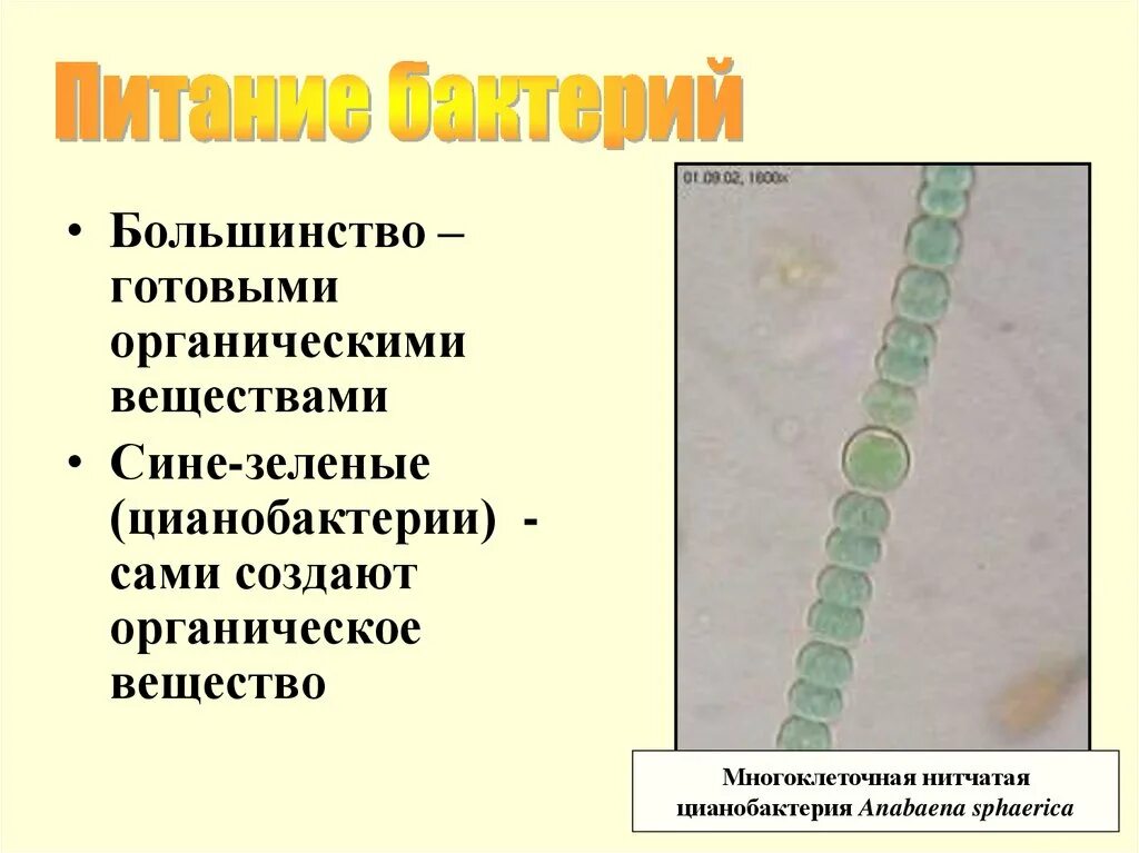 Характеристика цианобактерий. Цианобактерии строение. Многоклеточные цианобактерии. Цианобактерии представители. Многоклеточные водоросли состоят из большого числа