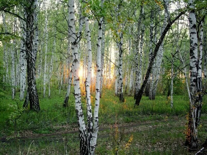 Заболоцкий Березовая роща. Весенняя береза. Березовый лес весной.