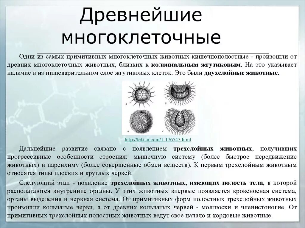 Появление многоклеточности привело. Многоклеточных животных. Типы многоклеточных. Клетка многоклеточных животных. Предки многоклеточных животных.