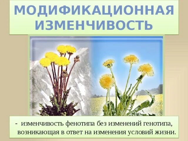 Укажите пример модификационной изменчивости Норма реакции модификационной изменчивости примеры 40/48