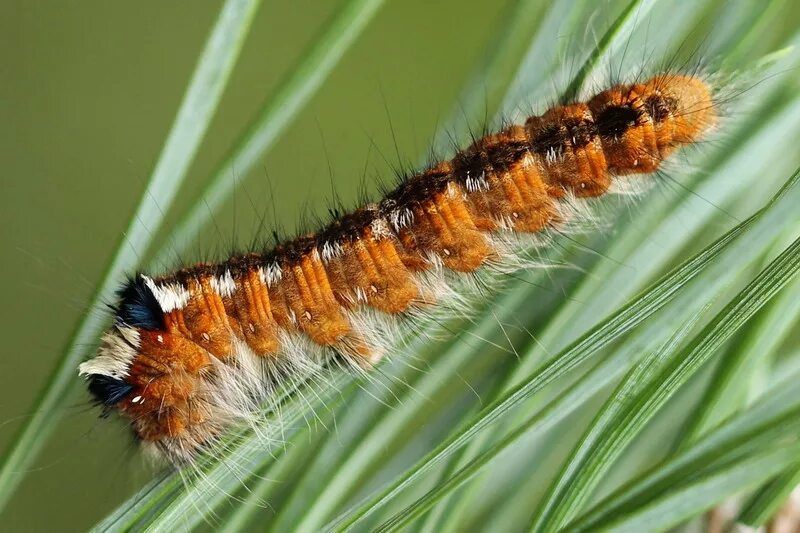 непарный и кольчатый шелкопряды. сосновый шелкопряд гусеница. непарный шелкопряд гусеница. хвойная волнянка гусеница. сибирский шелкопряд гусеница.