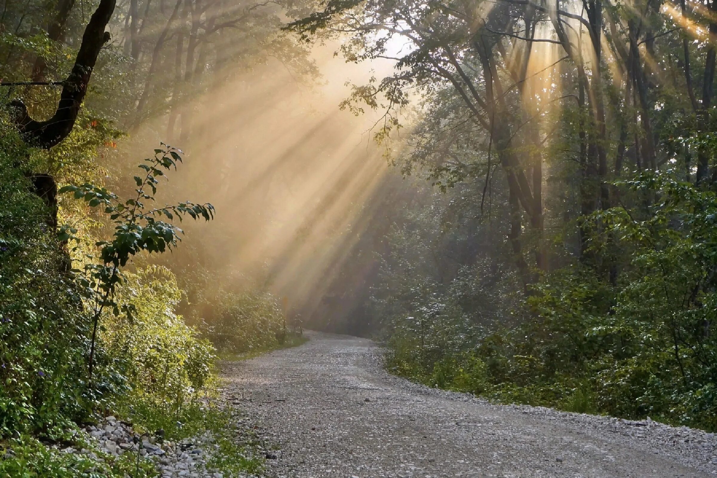 утро в лесу дождь. утро в лесу дождь. солнечный лес. утро в лесу. утро в лесу дождь.