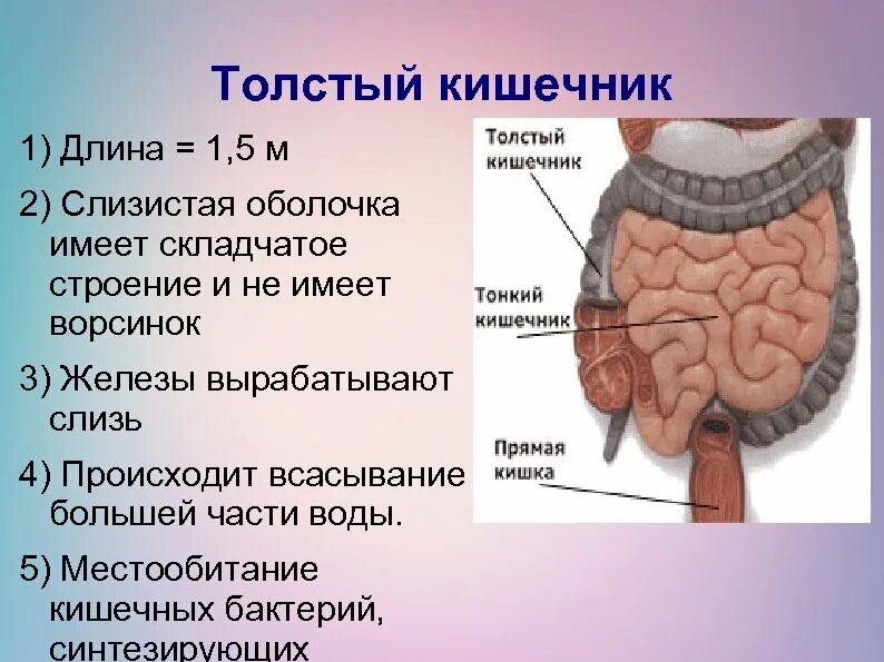 Отделы тонкого и Толстого кишечника человека. Строение тонкой и толстой кишки анатомия. Тонкий кишечник строение анатомия. Толстый и тонкий кишечник анатомия человека.