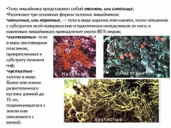 Специалисты по лишайникам давно ведут дискуссию